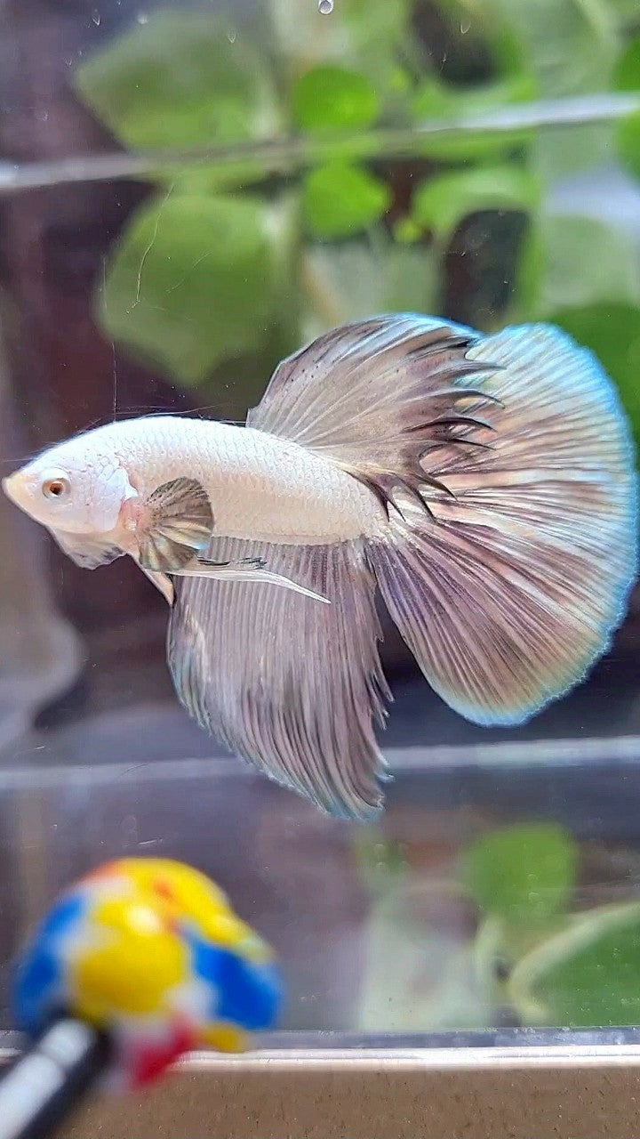 HALFMOON COPPER RIM BICOLOR BETTA FISH