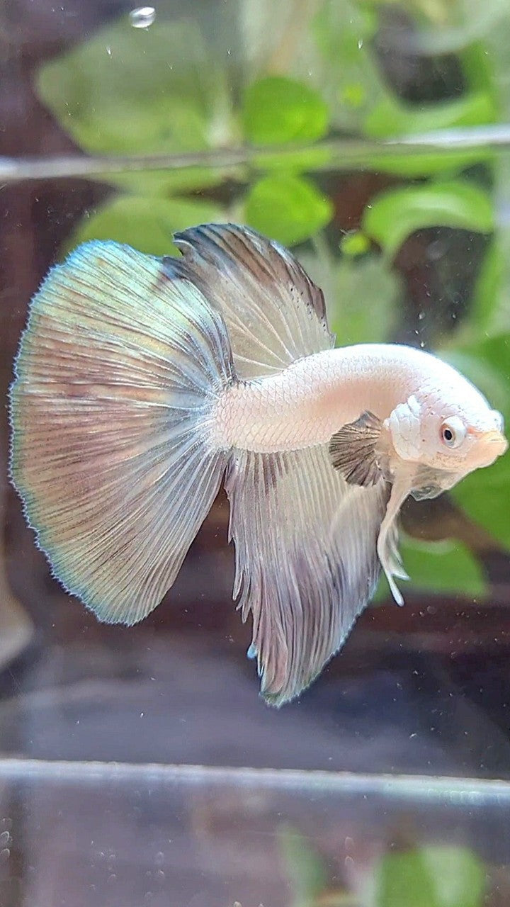 HALFMOON COPPER RIM BICOLOR BETTA FISH