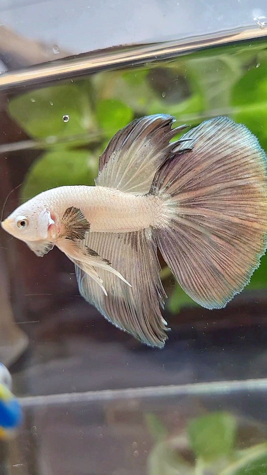 HALFMOON COPPER RIM BICOLOR BETTA FISH