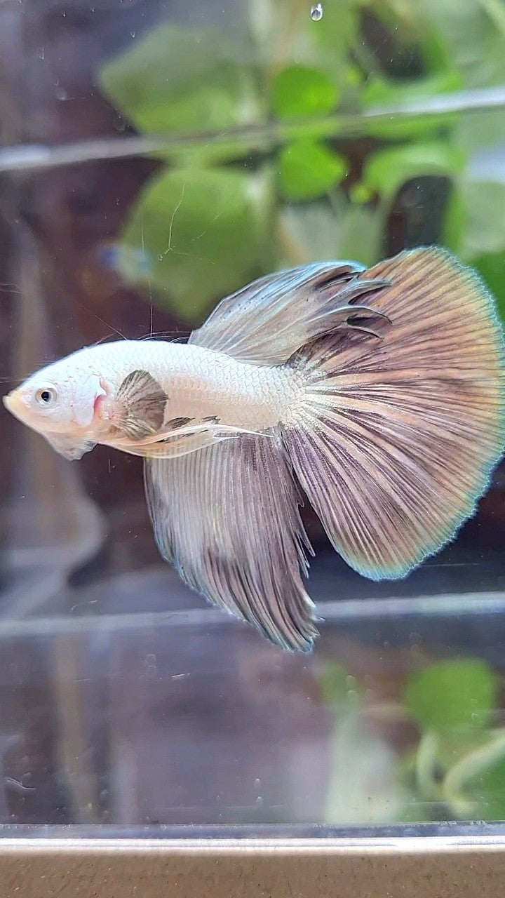 HALFMOON COPPER RIM BICOLOR BETTA FISH