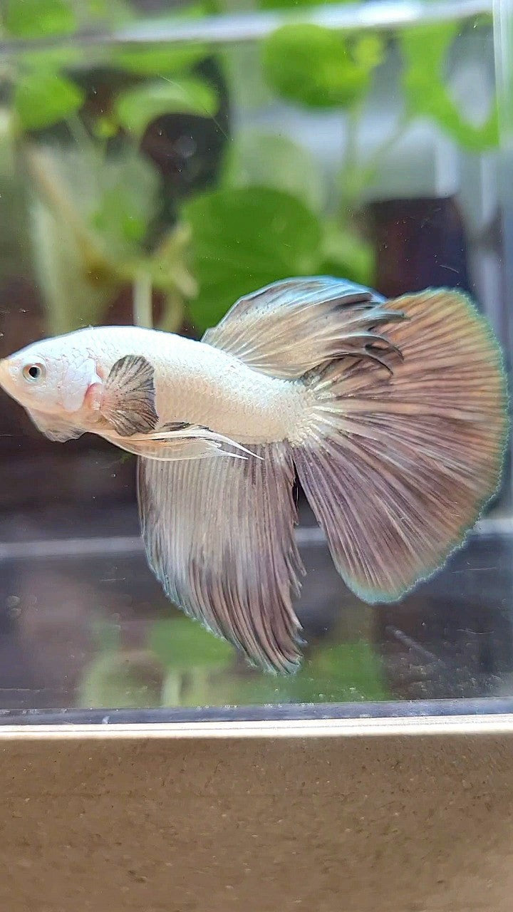 HALFMOON COPPER RIM BICOLOR BETTA FISH
