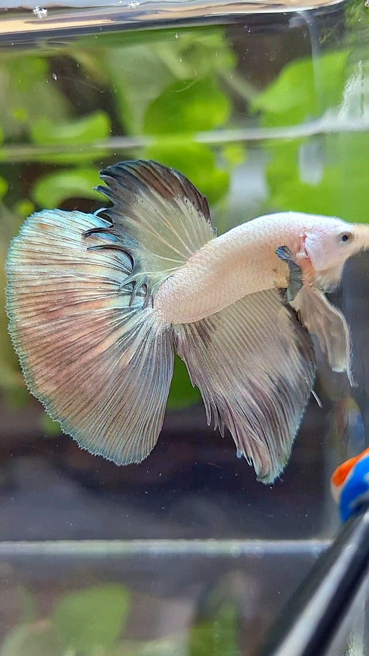 HALFMOON COPPER RIM BICOLOR BETTA FISH