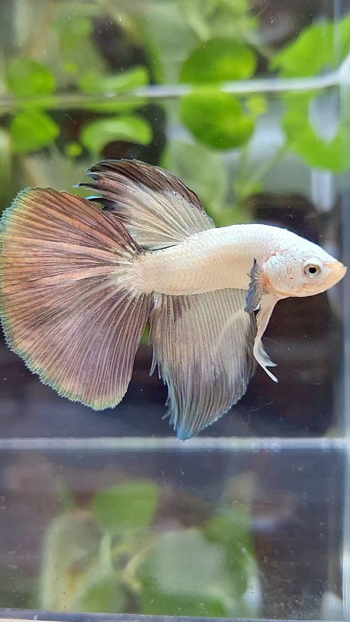 HALFMOON COPPER RIM BICOLOR BETTA FISH