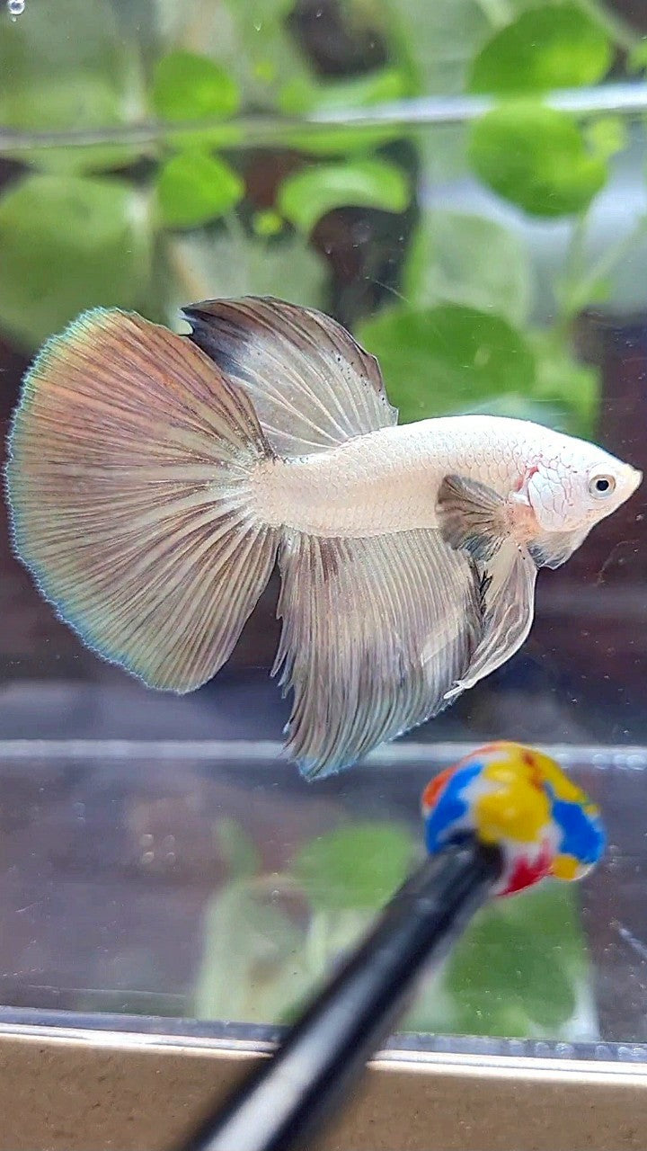 HALFMOON COPPER RIM BICOLOR BETTA FISH