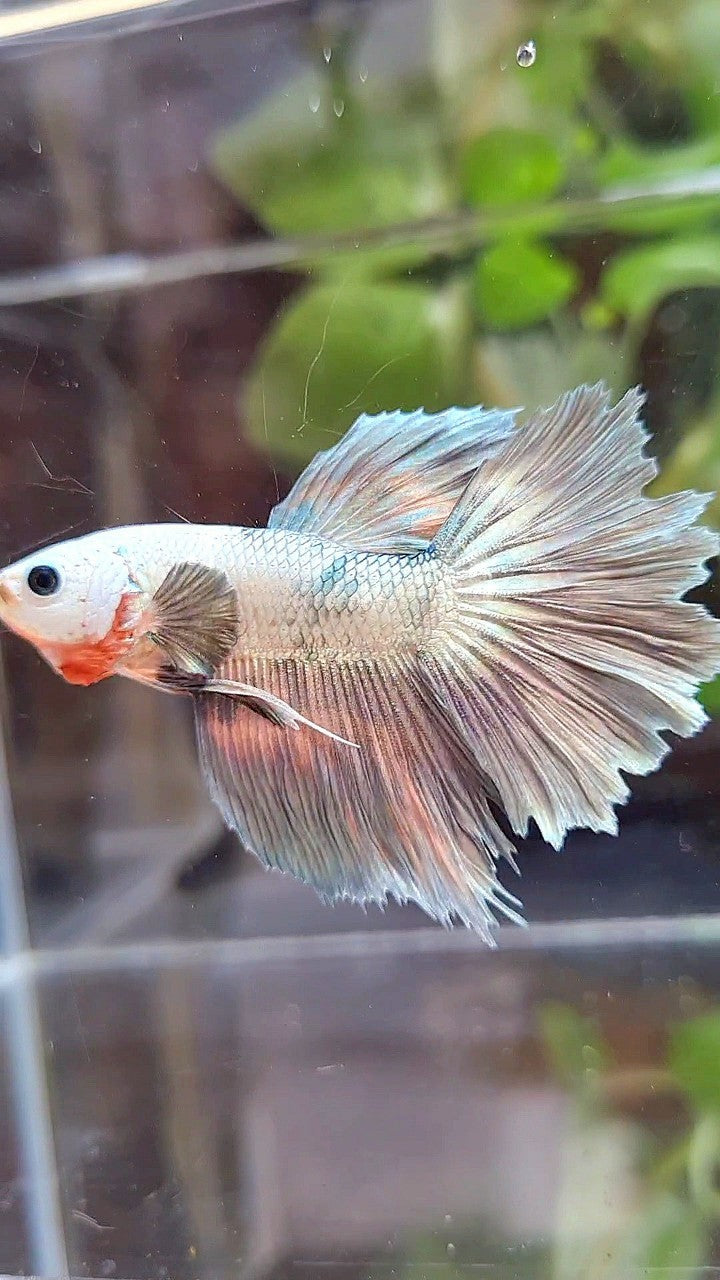 HALFMOON ROSETAIL COPPER RIM MARBLE FLAMINGGO PATTERN BETTA FISH