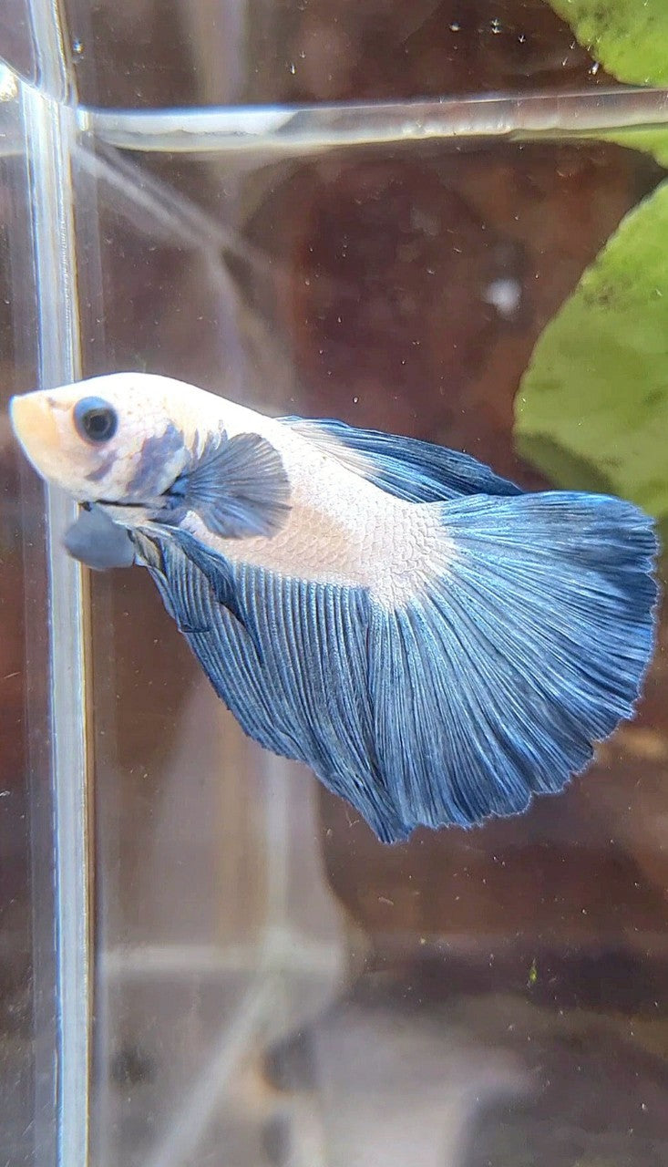 HALFMOON BLUE RIM BICOLOR BETTA FISH