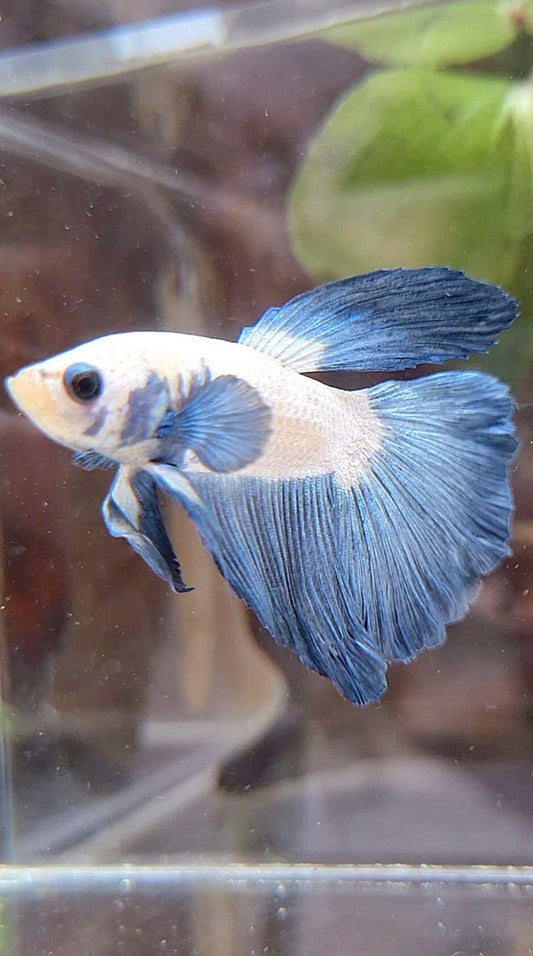 HALFMOON BLUE RIM BICOLOR BETTA FISH