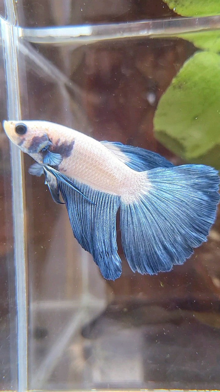 HALFMOON BLUE RIM BICOLOR BETTA FISH