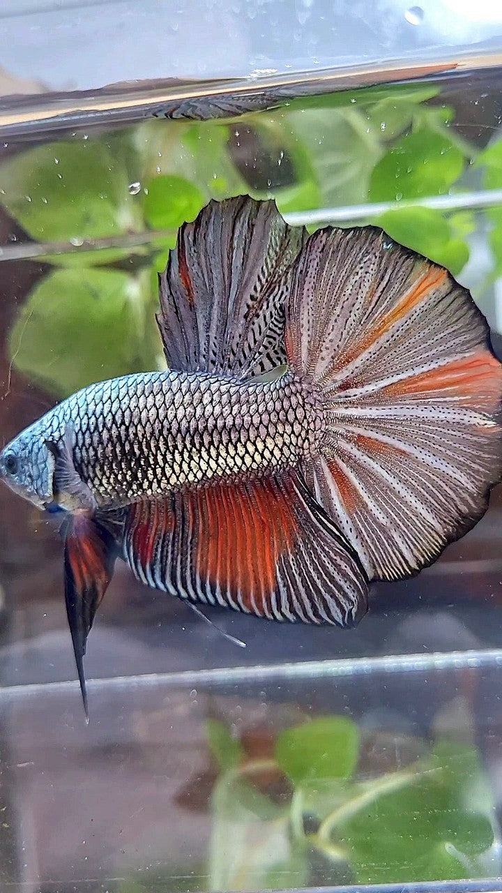 GIANT HMPK BO 5,3CM+ FULL COPPER ORANGE WASH BETTA FISH