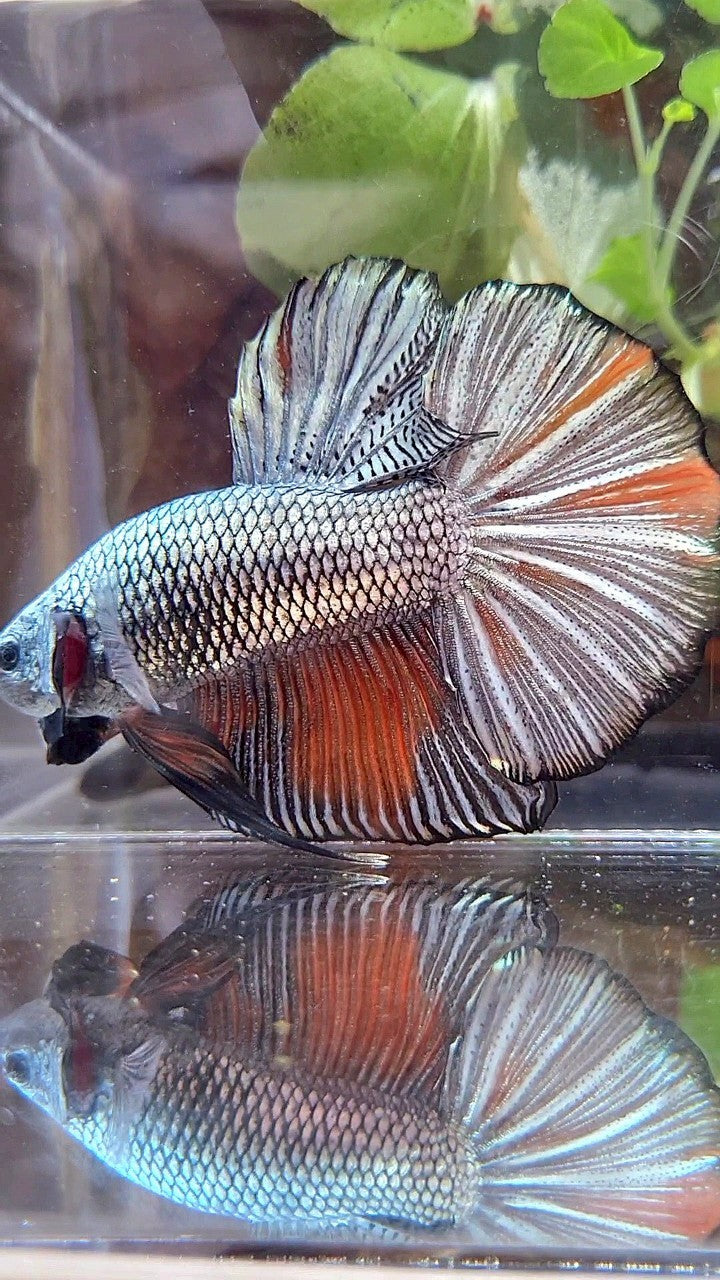 GIANT HMPK BO 5,3CM+ FULL COPPER ORANGE WASH BETTA FISH