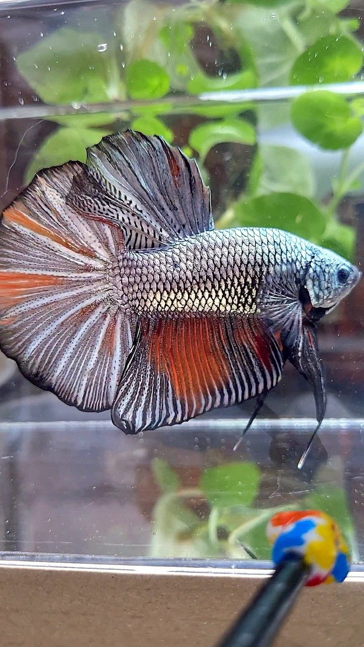 GIANT HMPK BO 5,3CM+ FULL COPPER ORANGE WASH BETTA FISH