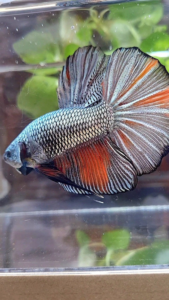 GIANT HMPK BO 5,3CM+ FULL COPPER ORANGE WASH BETTA FISH