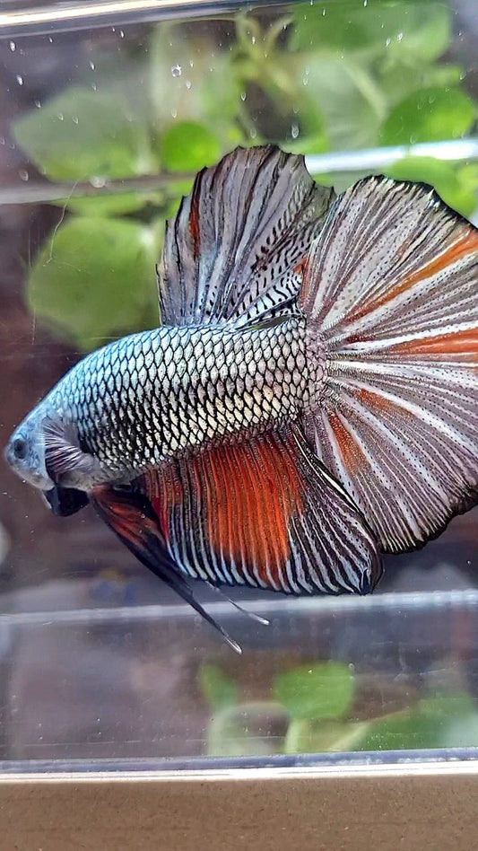 GIANT HMPK BO 5,3CM+ FULL COPPER ORANGE WASH BETTA FISH