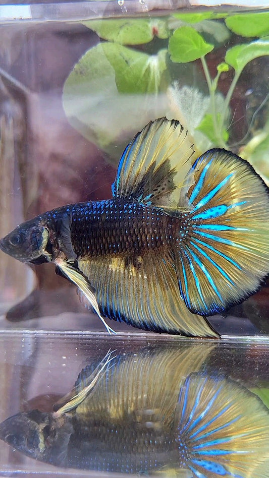 GIANT HMPK BO 5,2CM+ BLACK YELLOW MUSTARD GAS BETTA FISH