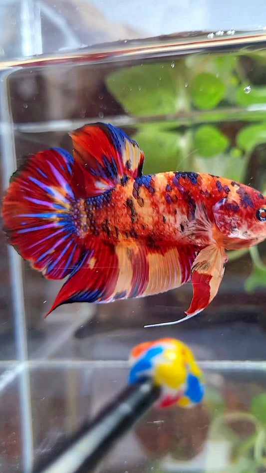GIANT PLAKAT BO 5CM+ RED ORANGE MULTICOLOR BETTA FISH