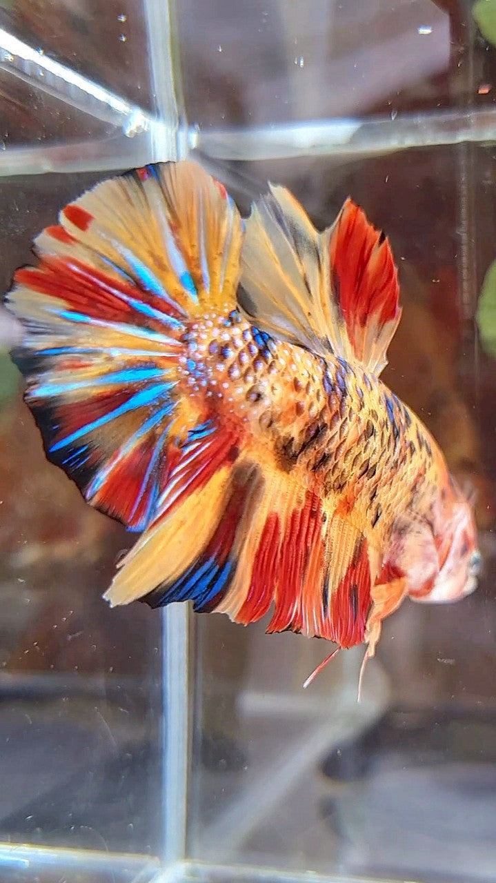 GIANT PLAKAT BO 5,5CM+ ORANGE TIGER METTALIC MULTICOLOR BETTA FISH