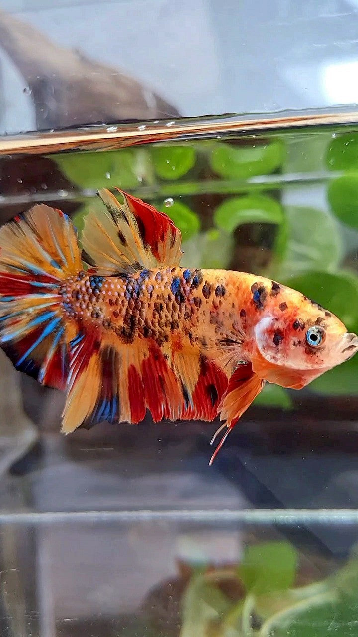 GIANT PLAKAT BO 5,5CM+ ORANGE TIGER METTALIC MULTICOLOR BETTA FISH