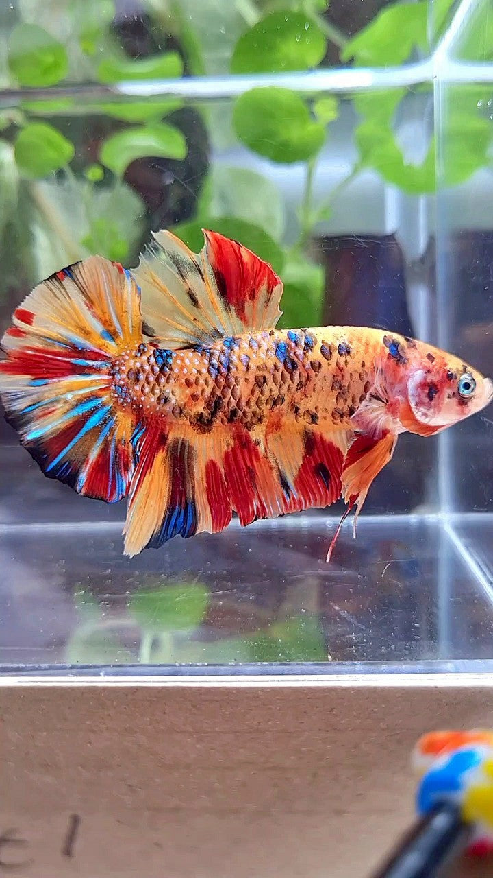 GIANT PLAKAT BO 5,5CM+ ORANGE TIGER METTALIC MULTICOLOR BETTA FISH