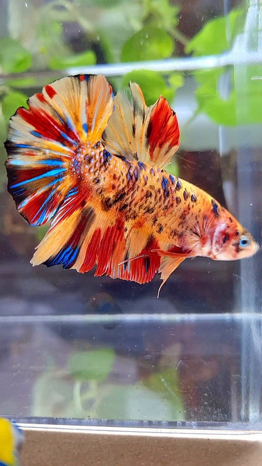 GIANT PLAKAT BO 5,5CM+ ORANGE TIGER METTALIC MULTICOLOR BETTA FISH
