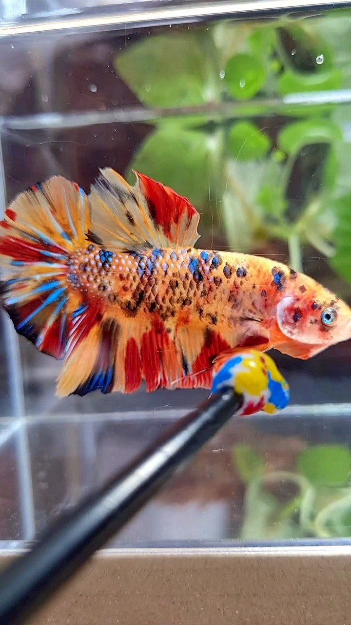 GIANT PLAKAT BO 5,5CM+ ORANGE TIGER METTALIC MULTICOLOR BETTA FISH