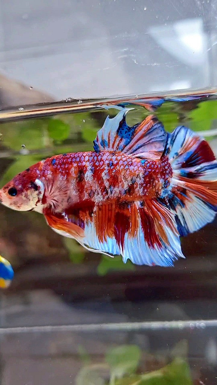 GIANT HMPK BO 5,5CM+ ORANGE WHITE METTALIC MULTICOLOR BETTA FISH