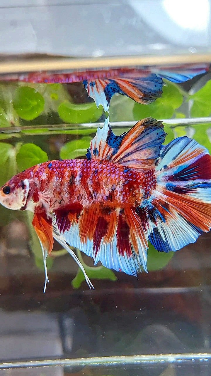 GIANT HMPK BO 5,5CM+ ORANGE WHITE METTALIC MULTICOLOR BETTA FISH