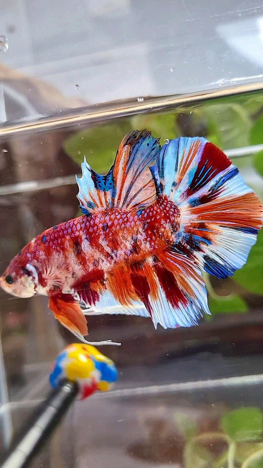GIANT HMPK BO 5,5CM+ ORANGE WHITE METTALIC MULTICOLOR BETTA FISH