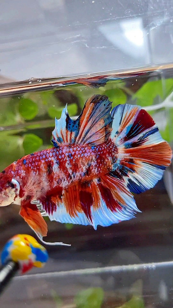 GIANT HMPK BO 5,5CM+ ORANGE WHITE METTALIC MULTICOLOR BETTA FISH