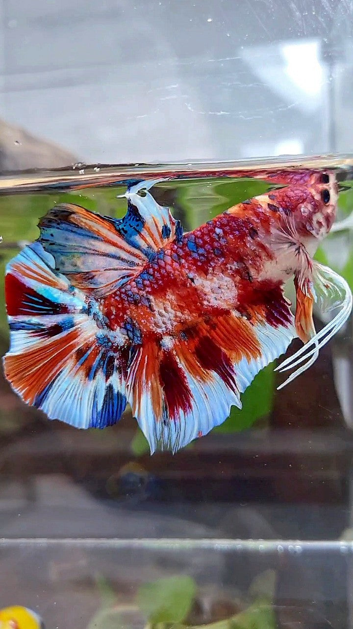 GIANT HMPK BO 5,5CM+ ORANGE WHITE METTALIC MULTICOLOR BETTA FISH