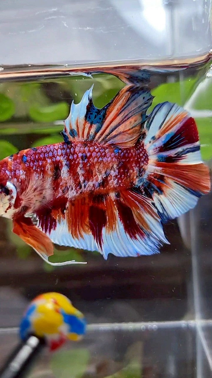 GIANT HMPK BO 5,5CM+ ORANGE WHITE METTALIC MULTICOLOR BETTA FISH