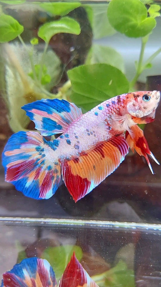 GIANT PLAKAT BO 4,7CM+ RAINBOW FANCY MULTICOLOR BETTA FISH