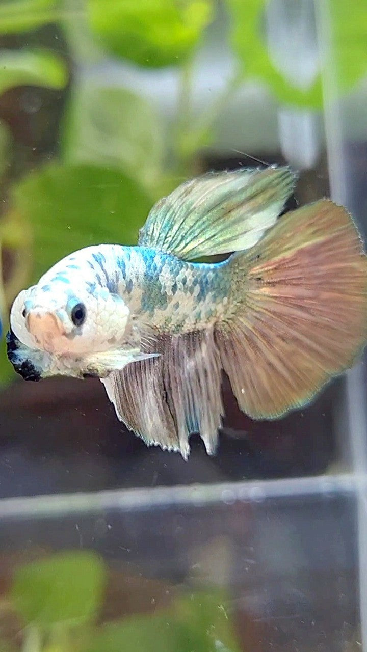 HALFMOON COPPER DOTS MARBLE BETTA FISH
