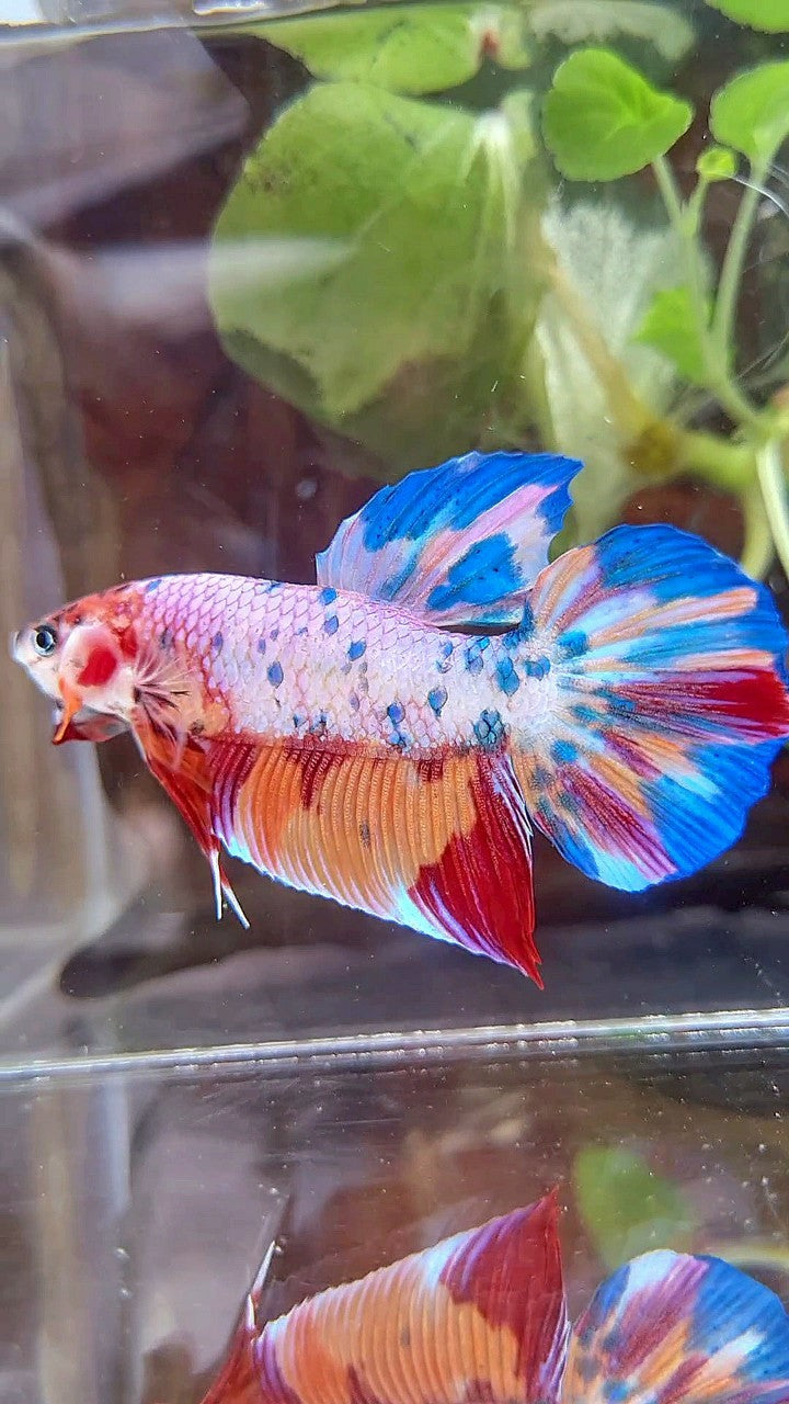 GIANT PLAKAT BO 4,7CM+ RAINBOW FANCY MULTICOLOR BETTA FISH
