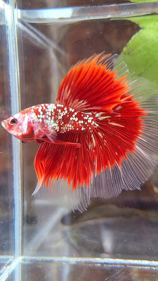 HALFMOON ROSETAIL RED GOLD STAR GALAXY BETTA FISH