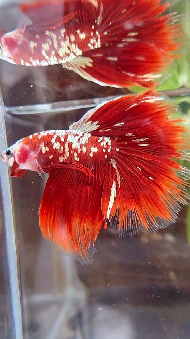 HALFMOON ROSETAIL RED GOLD GALAXY BETTA FISH