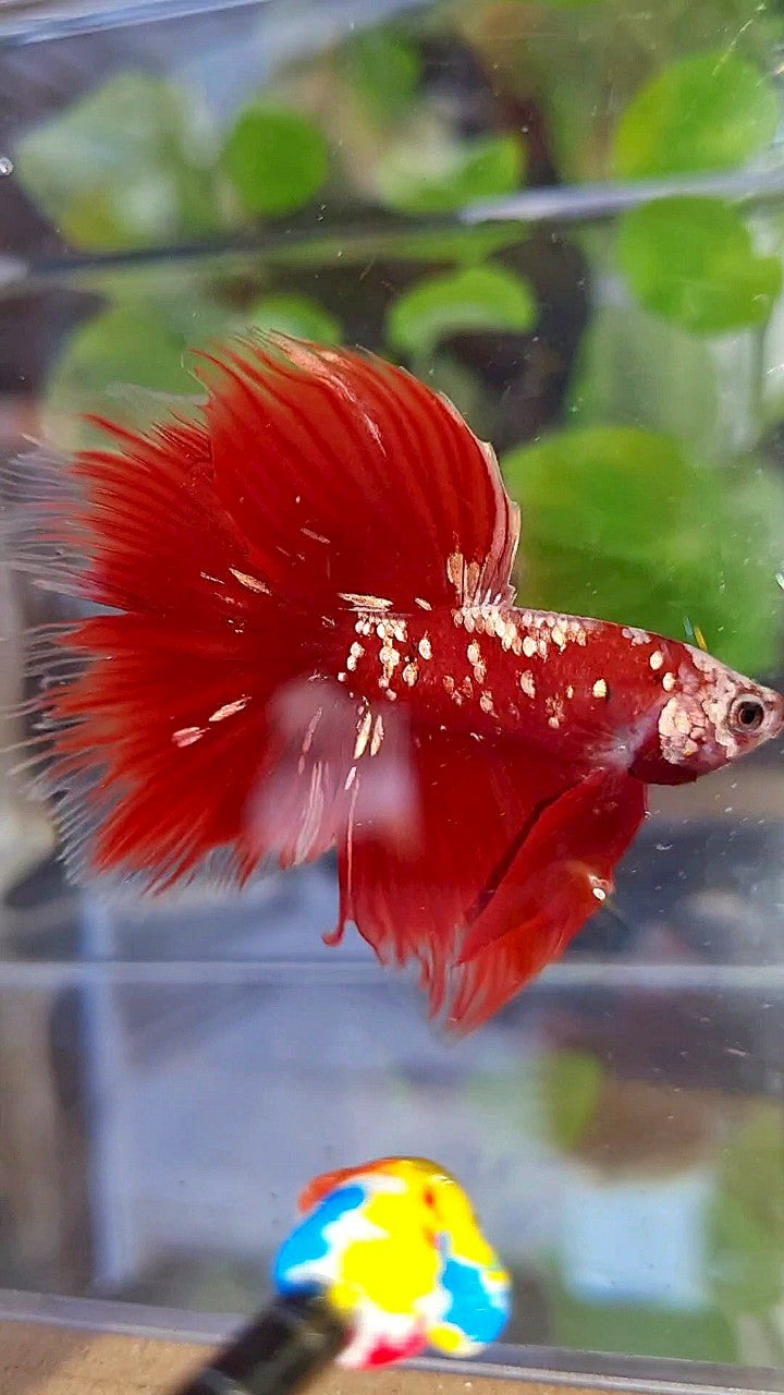 HALFMOON ROSETAIL RED GOLD GALAXY BETTA FISH
