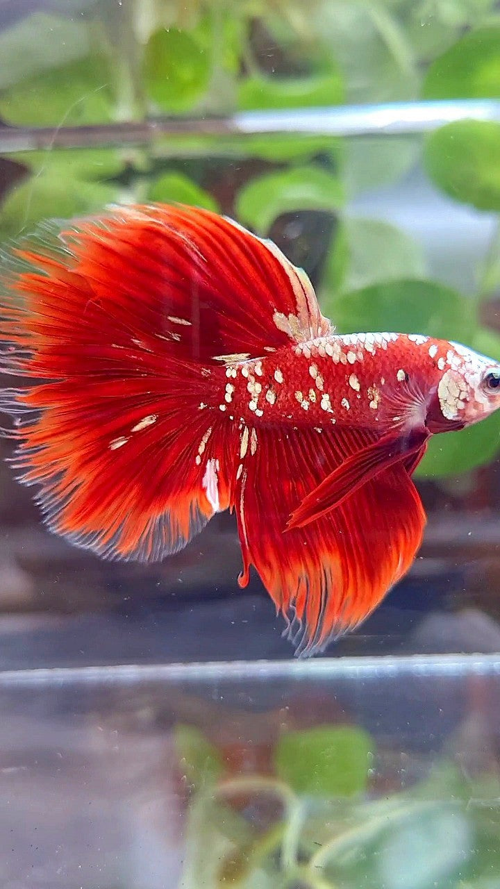 HALFMOON ROSETAIL RED GOLD GALAXY BETTA FISH