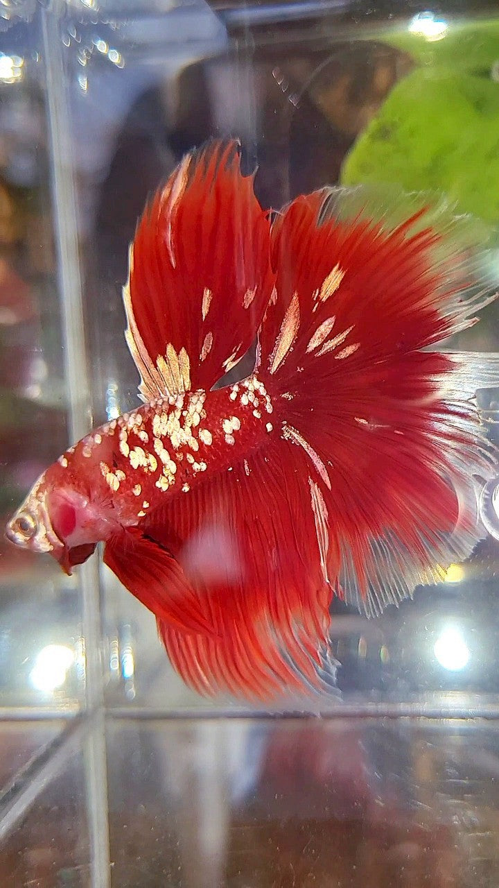 HALFMOON ROSETAIL RED GOLD GALAXY BETTA FISH