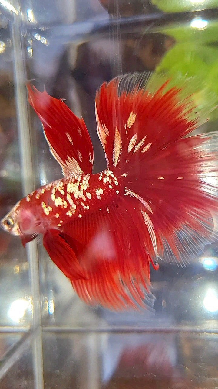 HALFMOON ROSETAIL RED GOLD GALAXY BETTA FISH