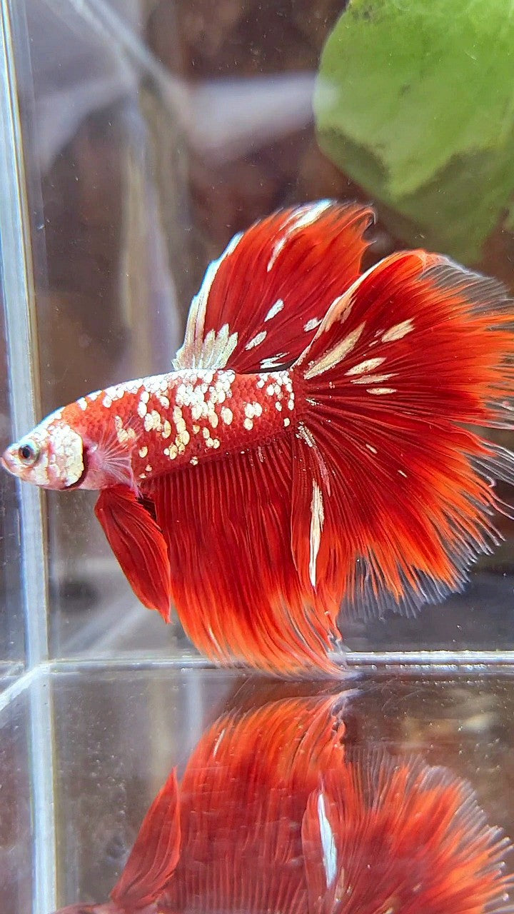 HALFMOON ROSETAIL RED GOLD GALAXY BETTA FISH