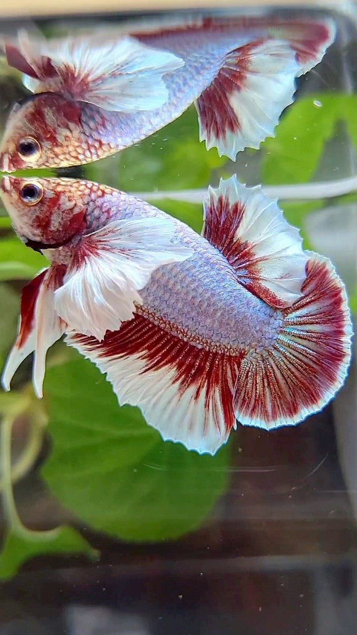 PLAKAT DUMBO EAR PURPLE BUTTERFLY BETTA FISH