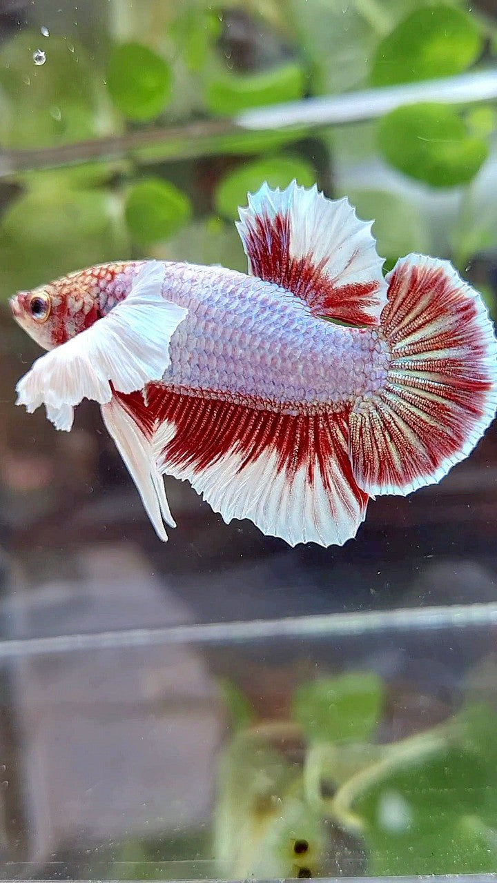 PLAKAT DUMBO EAR PURPLE BUTTERFLY BETTA FISH