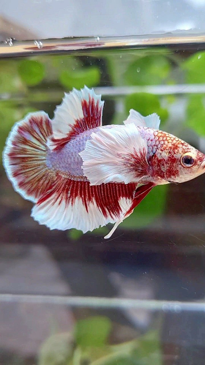 PLAKAT DUMBO EAR PURPLE BUTTERFLY BETTA FISH