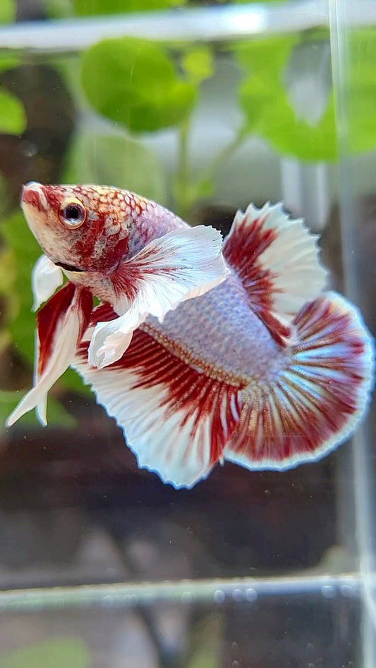PLAKAT DUMBO EAR PURPLE BUTTERFLY BETTA FISH