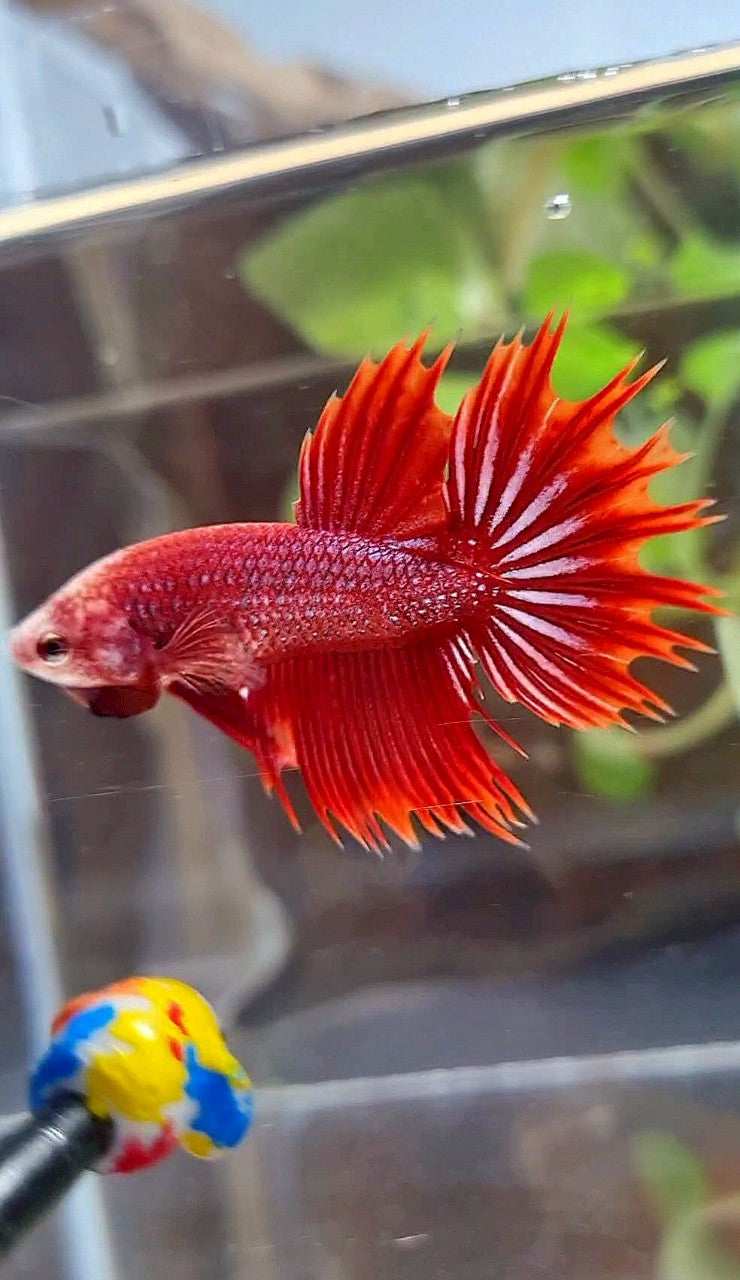 CROWNTAIL HALFSUN RED PURPLE FANCY BETTA FISH