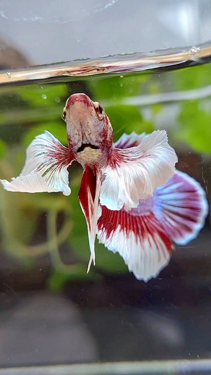 PLAKAT DUMBO EAR PURPLE BUTTERFLY BETTA FISH