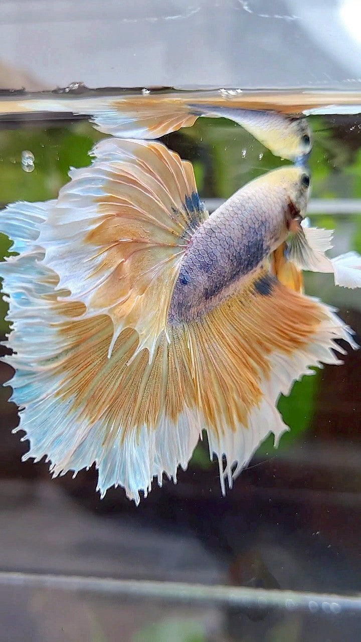 HALFMOON ROSETAIL SUPER DUMBO EAR YELLOW BUTTERFLY PURPLE BETTA FISH