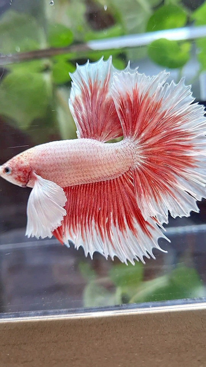 HALFMOON ROSETAIL SUPER DUMBO EAR ROSEGOLD BUTTERFLY BETTA FISH
