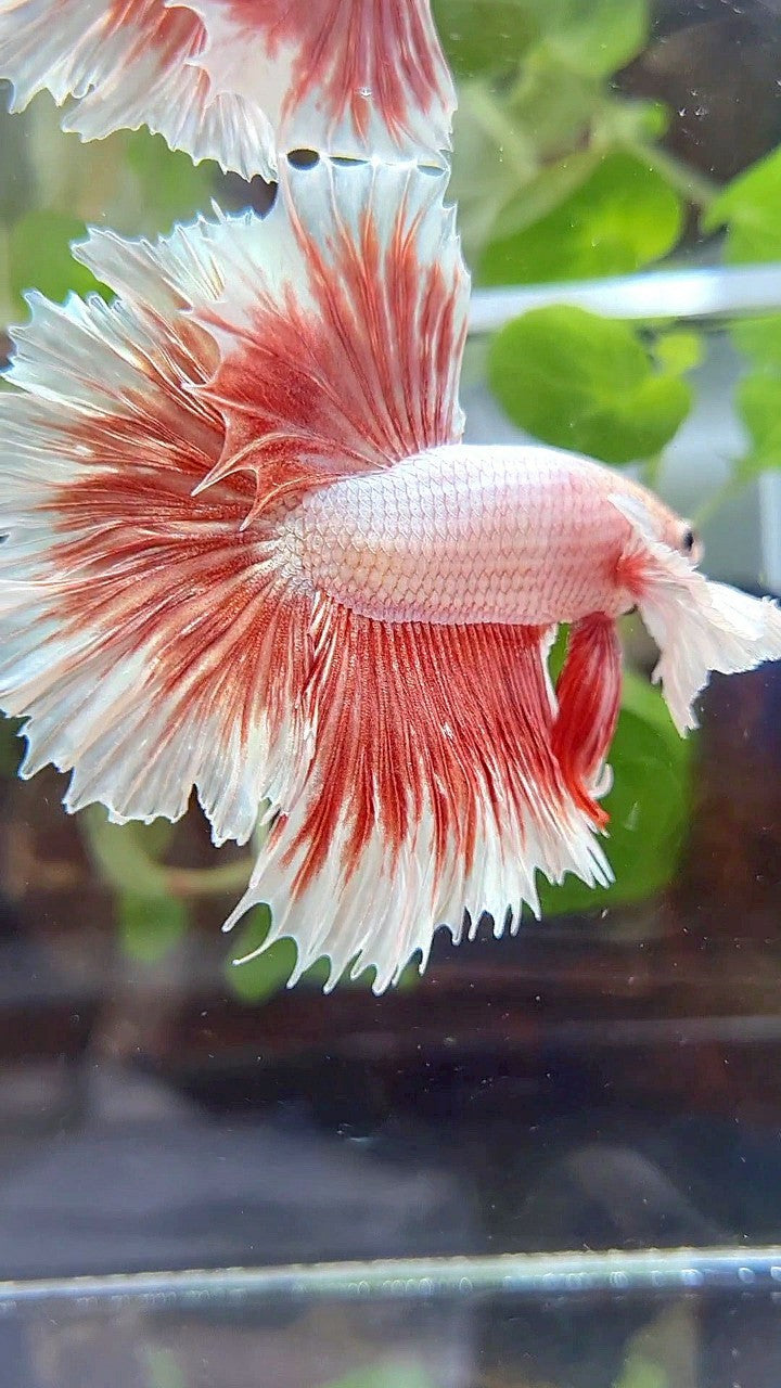 HALFMOON ROSETAIL SUPER DUMBO EAR ROSEGOLD BUTTERFLY BETTA FISH
