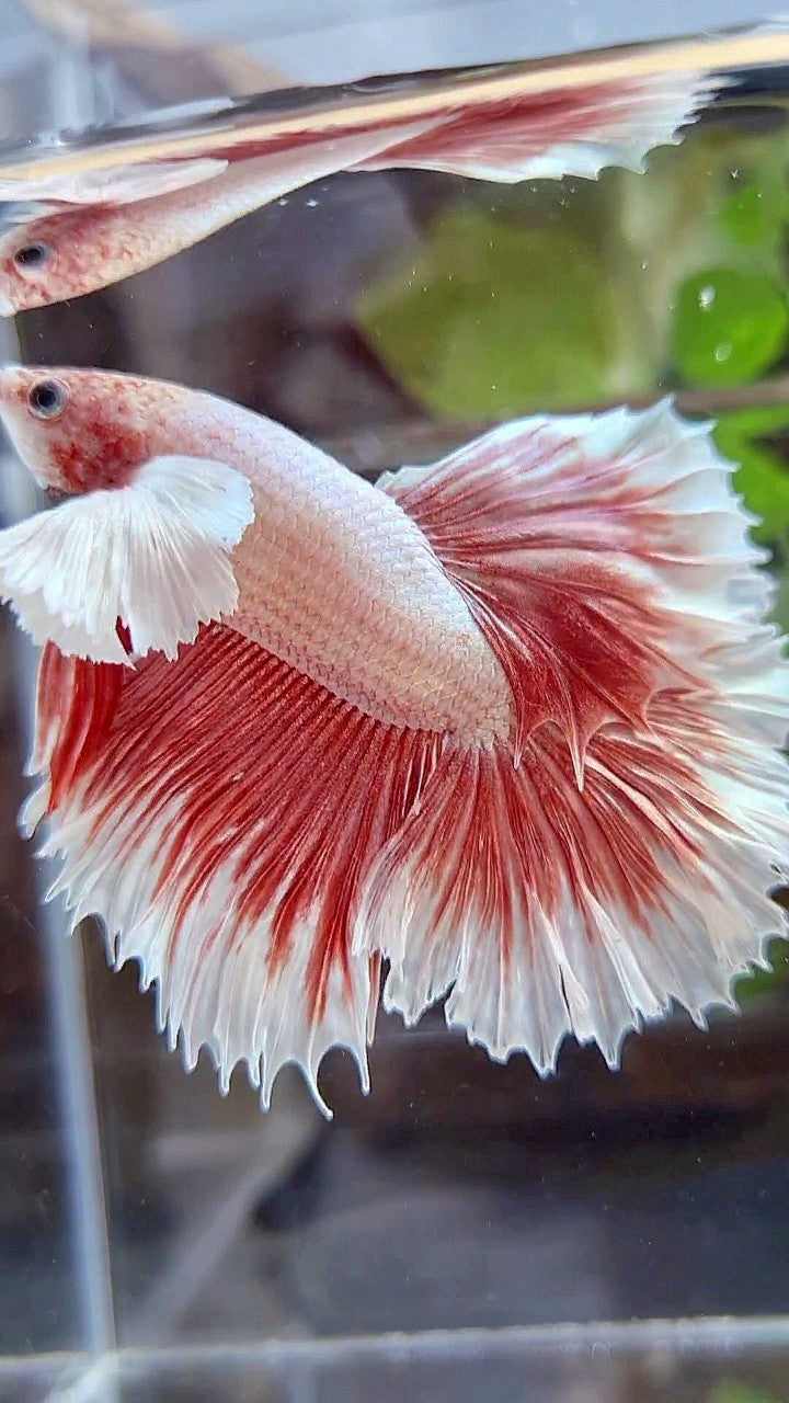 HALFMOON ROSETAIL SUPER DUMBO EAR ROSEGOLD BUTTERFLY BETTA FISH